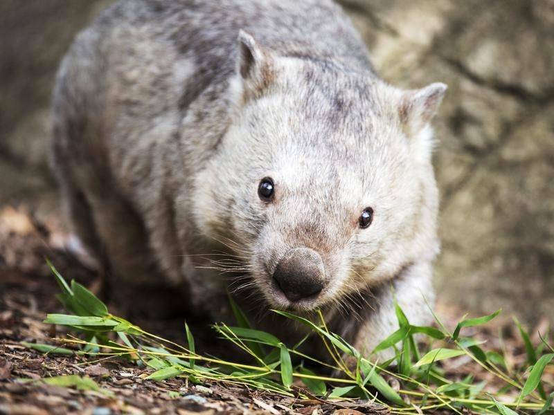 WILDLIFE MATTERS: WIRES speak out about concerns after a woman was attacked by a wombat. The wombat in this picture is not related to the incident below. Photo: FILES. 
