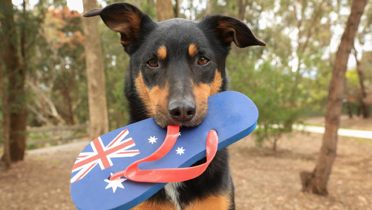Here's your guide to what's on around the district on Australia Day