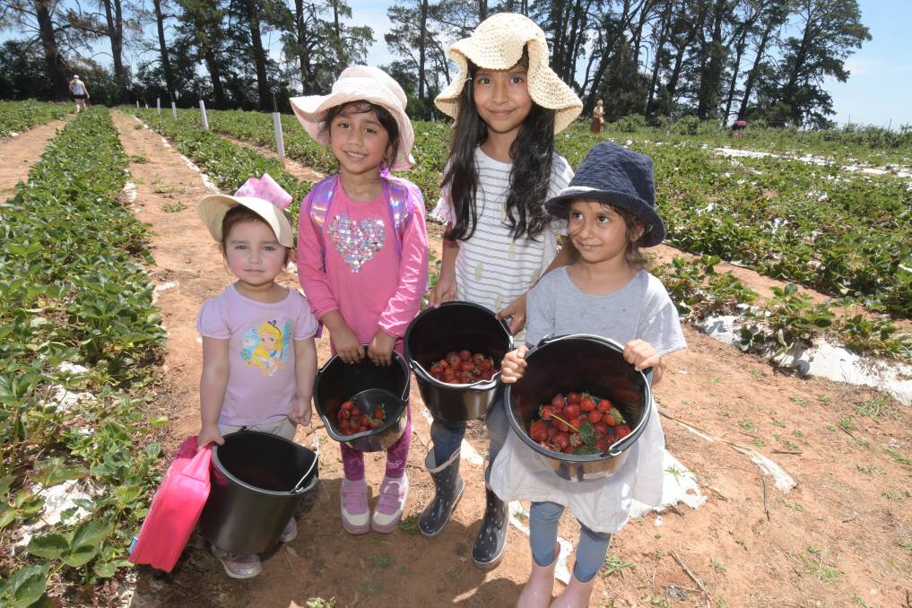 REOPENED: Maneha and Anosha Ali picked strawberries with Inaya and Alayna Shahnawaz. Photo: JUDE KEOGH.