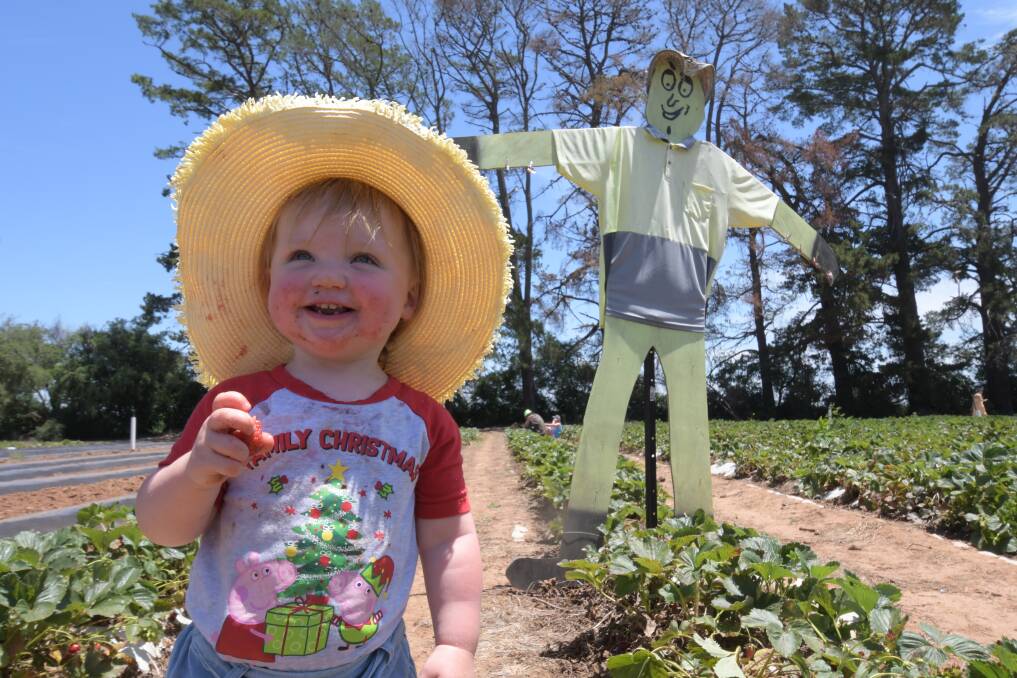 BERRY GOOD THANKS: Penelope Gooley having fun in the sun at Huntley Berry Farm on the weekend. Photo: JUDE KEOGH.