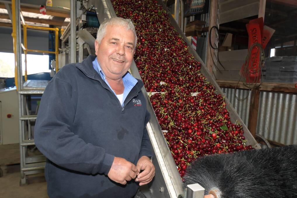 HERE WE GO: New season cherries from Mudgee on a chute at Guy Gaeta's orchard in Nashdale on Monday. Photo: CARLA FREEDMAN.