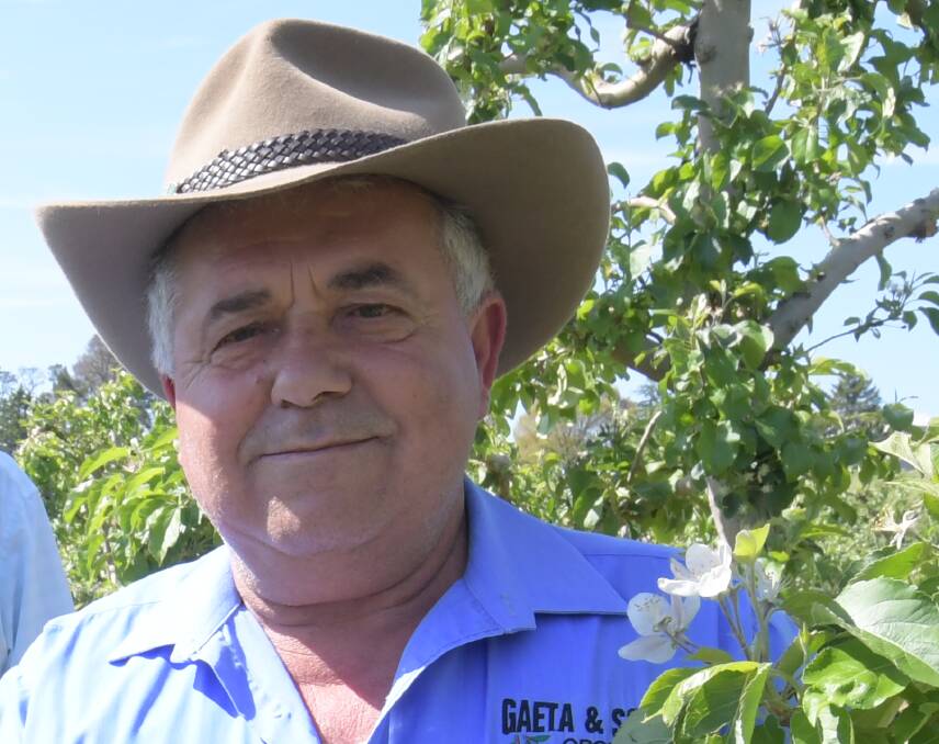 SORTED: Cherry grower Guy Gaeta is hopeful he'll have enough cherry pickers. Photo: JUDE KEOGH