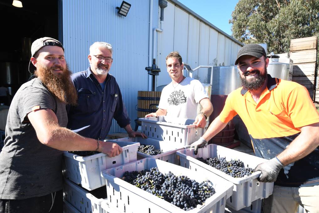 GOOD BUNCH: Charlie Svenson (second from left) with grape harvesters Henry Hesbois, Antoine Bouchez and David Halgren. Photo: CARLA FREEDMAN.
