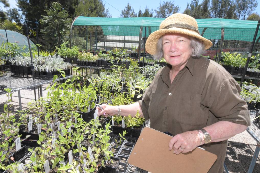 BOOKINGS: Susan Sanders at the Orange Botanic Gardens ahead of the second weekend of the plant sale. Photo: JUDE KEOGH.