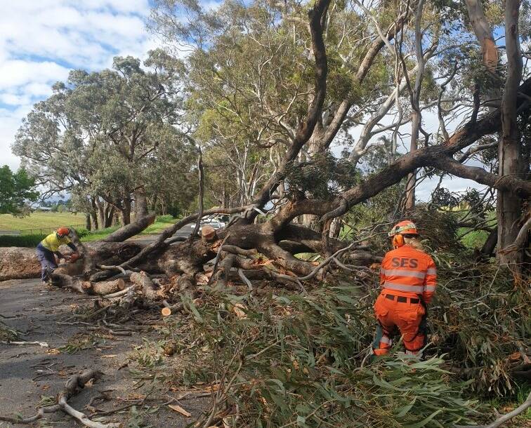HELPING HAND: SES workers attend to a tree blocking Clergate Road on Monday. Photo: SUPPLIED.