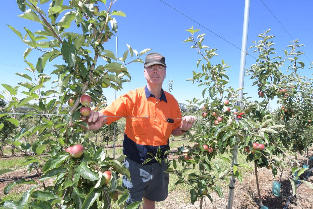 BAT SPAT: Apple and cherry grower Peter West is urging for the netting funds to be released. Photo: JUDE KEOGH.
