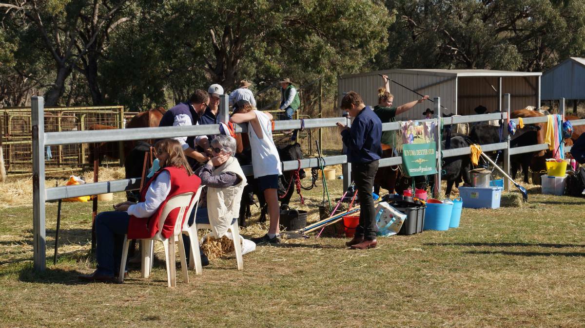 SHOW DAY: Early onlookers at the Yeoval Annual Show. Photo: WELLINGTON TIMES.
