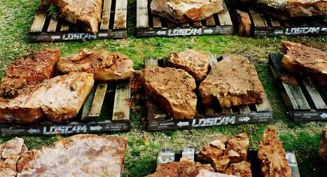 ROCK HISTORY: A selection of fossil fish slabs. Photo: SUPPLIED.