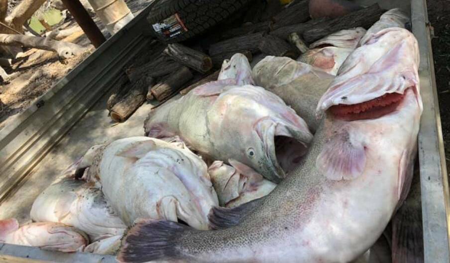 SHOCKING: Dead fish at Menindee.