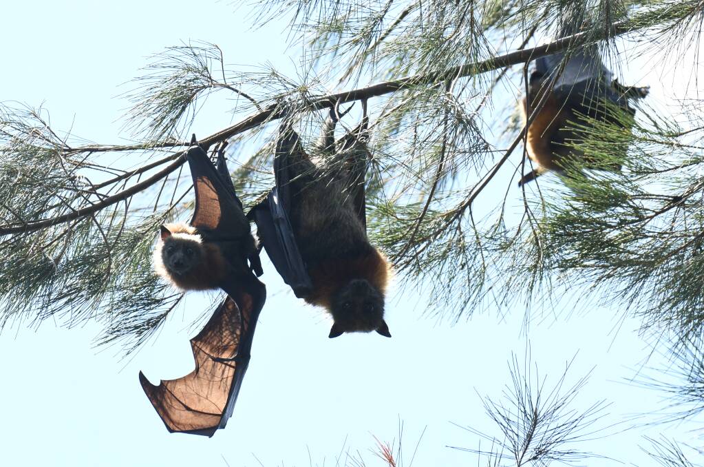 HANGING OUT: Bats have made their home in Orange. FILE PHOTO
