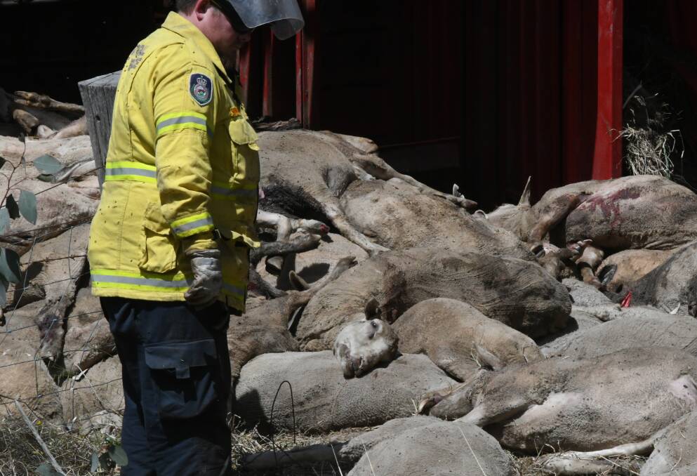 SAD EVENT: About 225 sheep were reported deceased or required to be euthanised.