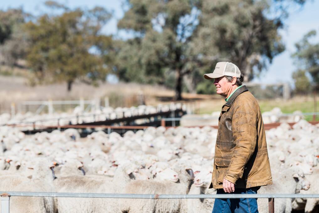 ONE SOLUTION: SRS Genetics chairman, Wellington's Norm Smith says plain bodied, moderate sized SRS sheep offer not only a solution to the shearing crisis but financial benefits for the grower. PHOTO: AWI
