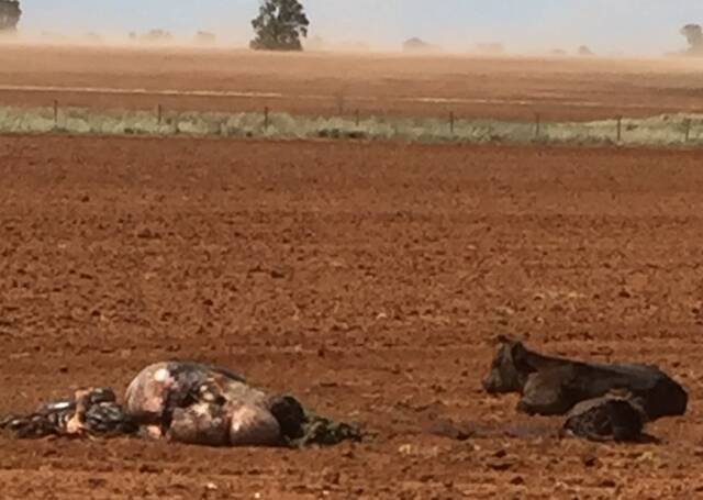 SHOCKING CRIME: Police are investigating the awful act on the rural property.