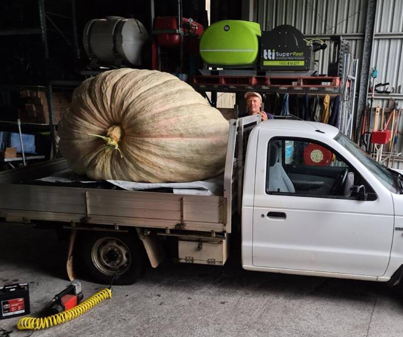 North Coast nurseryman Dale Oliver is dwarfed by his heaviest Atlantic variety giant pumpkin, 876kg, which is now a new southern hemisphere record. Picture: Dale Oliver