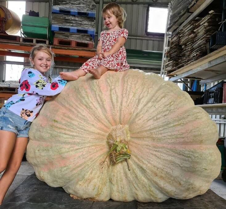 Nieces of Dale Oliver, Ruby and Bella, were dwarfed by the new record pumpkin, weighing 867kg.