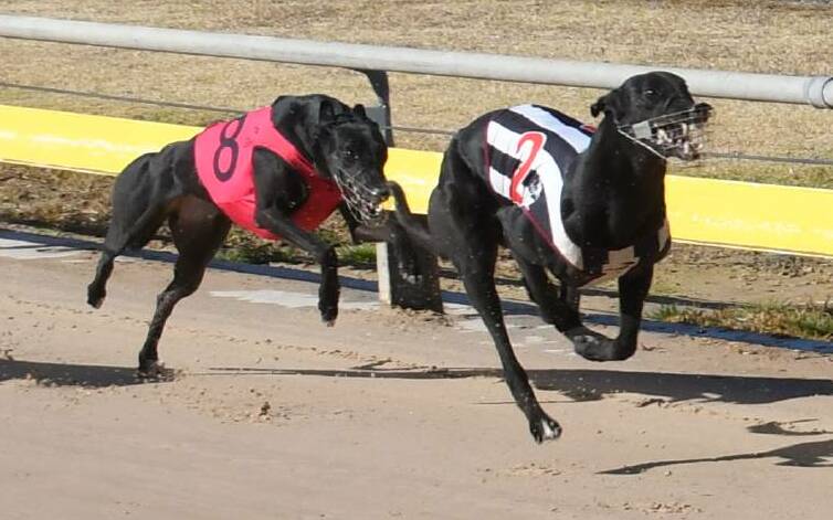 CHASING PACK: Cliff Keeping (no.2) was one of the runners to qualify for the Regional Final at Dubbo last week. Photo: AMY McINTYRE