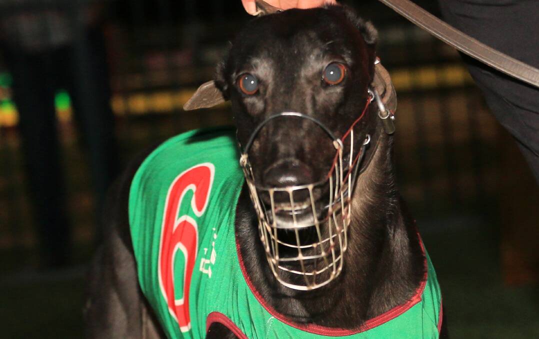 CHANCE: Midnight Starlet, being looked after by Clergate's David Pringle, looks a real shout in Friday night's Million Dollar Chase Regional Final at Dubbo. Photo: COFFEE PHOTOGRAPHY