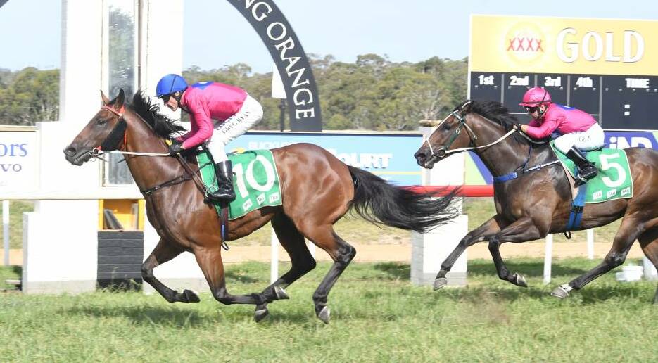 DOUBLE TROUBLE: I Am Capitan cruises to victory in the Banjo Paterson Cup at Orange, with I Am Magnificent not far behind. Photo: JUDE KEOGH