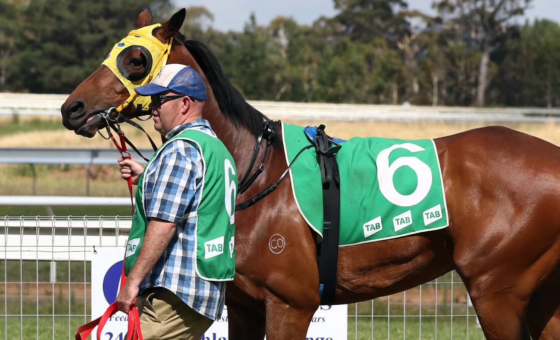 WALLER OF THE WEST: Michael Plummer parades Royal Abbey at Orange last year, the gelding stormed to a victory at Bathurst on Friday. Photo: ANDREW MURRAY