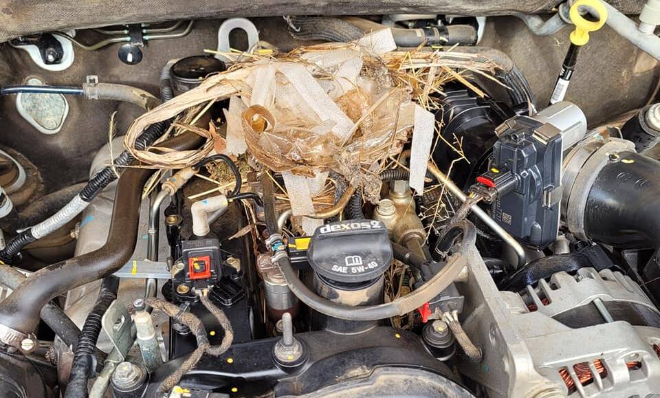 NESTING: A mouse nest Molong mechanic Andy McKenzie discovered inside a vehicle's engine bay recently. Photo: ANDY McKENZIE