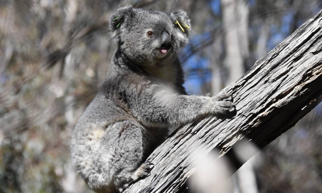 AT RISK: Marine is one of the koalas WIRES have saved in the Central West recently, their habitat remains at threat in the area. Photo: JAY-ANNA MOBBS