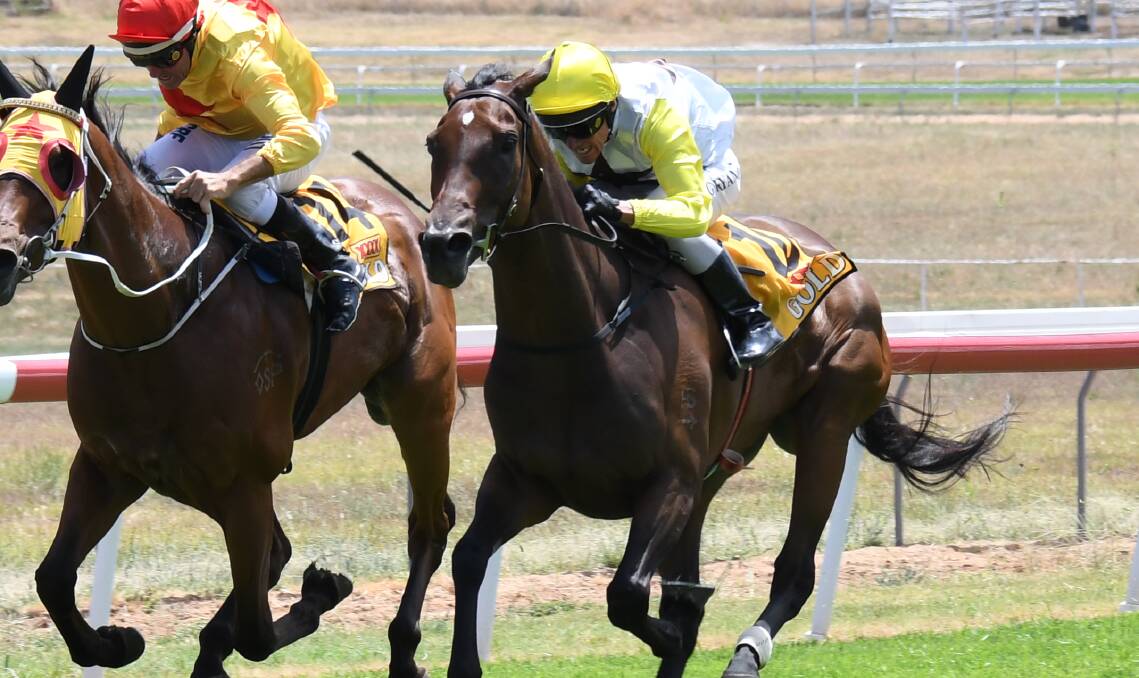 BACK ON TRACK: Garry White's Cool One storms to a win at Wellington. The mare is set to return to Towac Park on Friday, and will battle with Dad's Boy, which won at the track last start. 