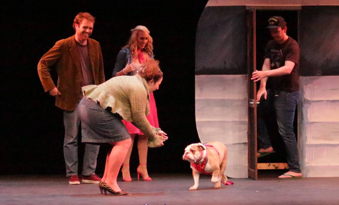A STAR IS BORN: Maisie the bulldog saw her moment and took it with both paws, delivering a monumental performance as Rufus. Photo: MAX STAINKAMPH