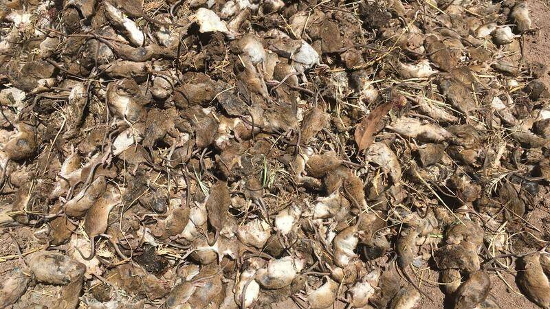 PLAGUE: Mice continue to run rampant around the Central West, with the DPI to conduct future-focused research to help control subsequent outbreaks.
