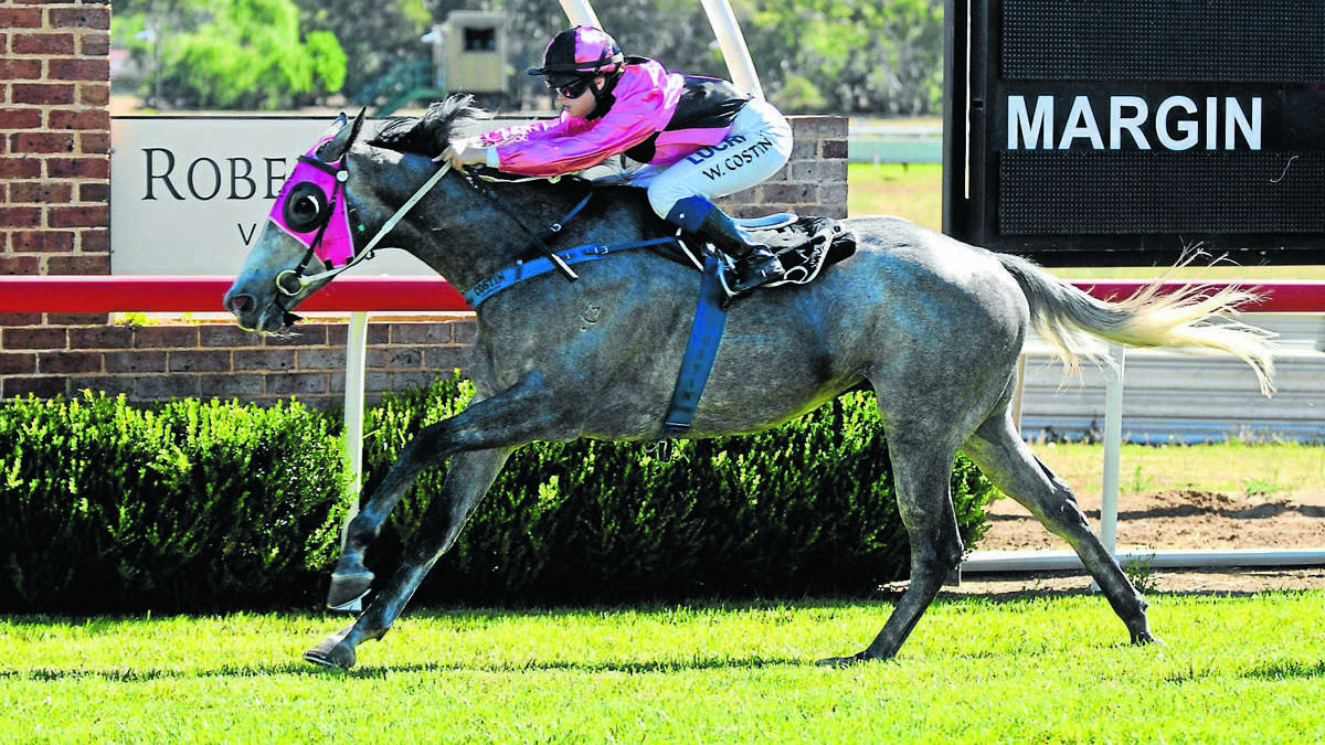 NOTABLE OMISSION: Brett Thompson's Slate On Edge, a former champion of Flemington's all-grey Subzero Challenge, is one a handful of big names which didn't accept for the Banjo Paterson Cup. Photo: SANDY SMITH