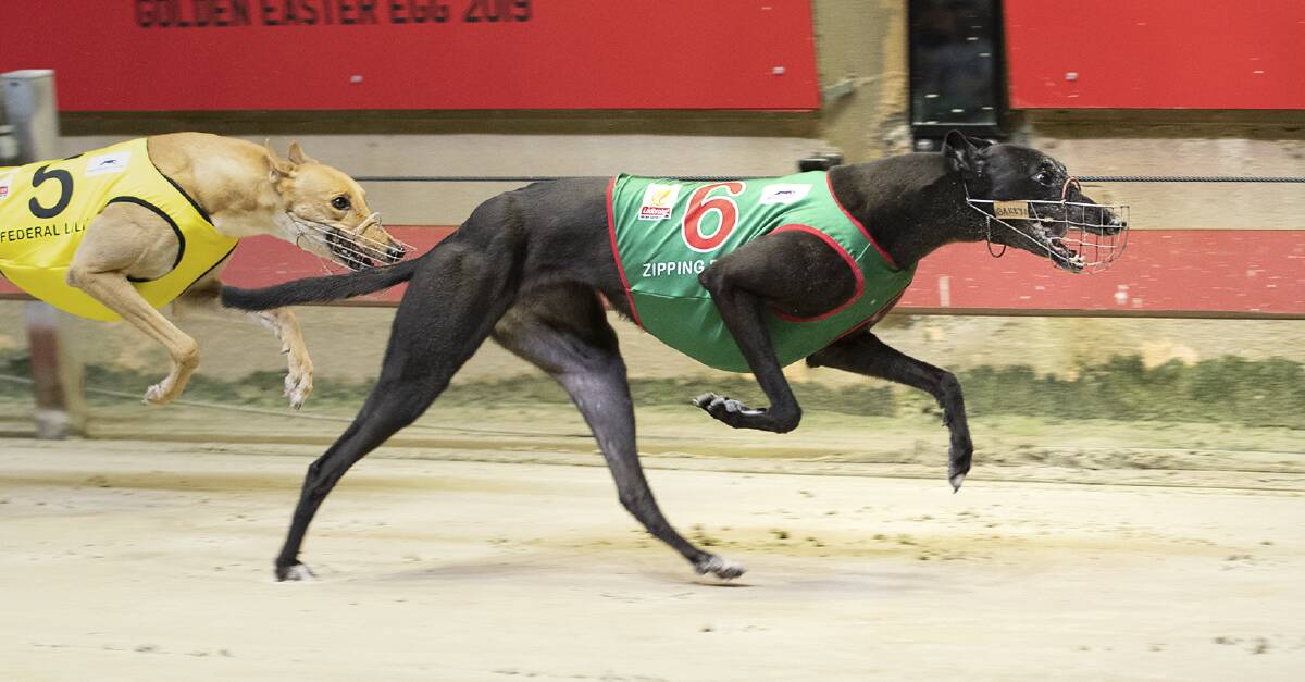 CHARGING HOME: The Orange-owned Zipping Bailey wins the Golden Easter Egg with a last-to-first burst last weekend. Photo: GRNSW