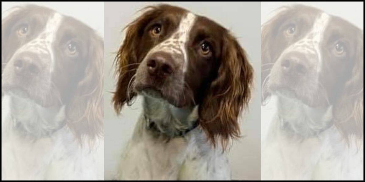 FOUND: Bomb detection dog Suki has been found safe and well.