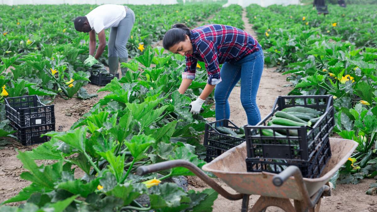 Thousands of workers are needed if agriculture has a chance of curbing the flow of lost crops and reduced production. Photo: File
