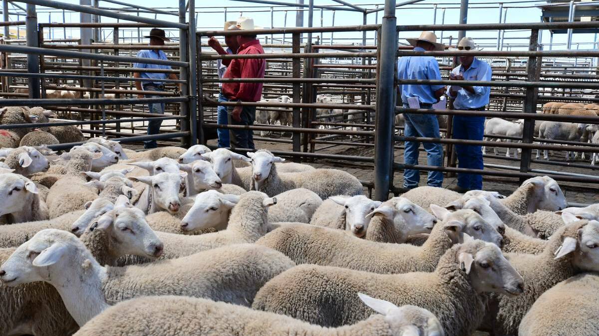 The rural wrap-up: Producer praises NZ mulesing ban, exclusion fence helps central west farmers