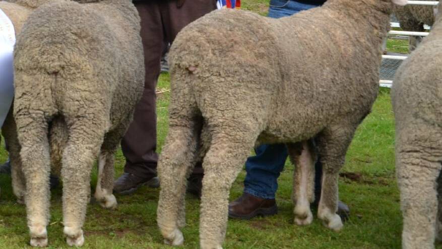  Merino sheep. Photo: File