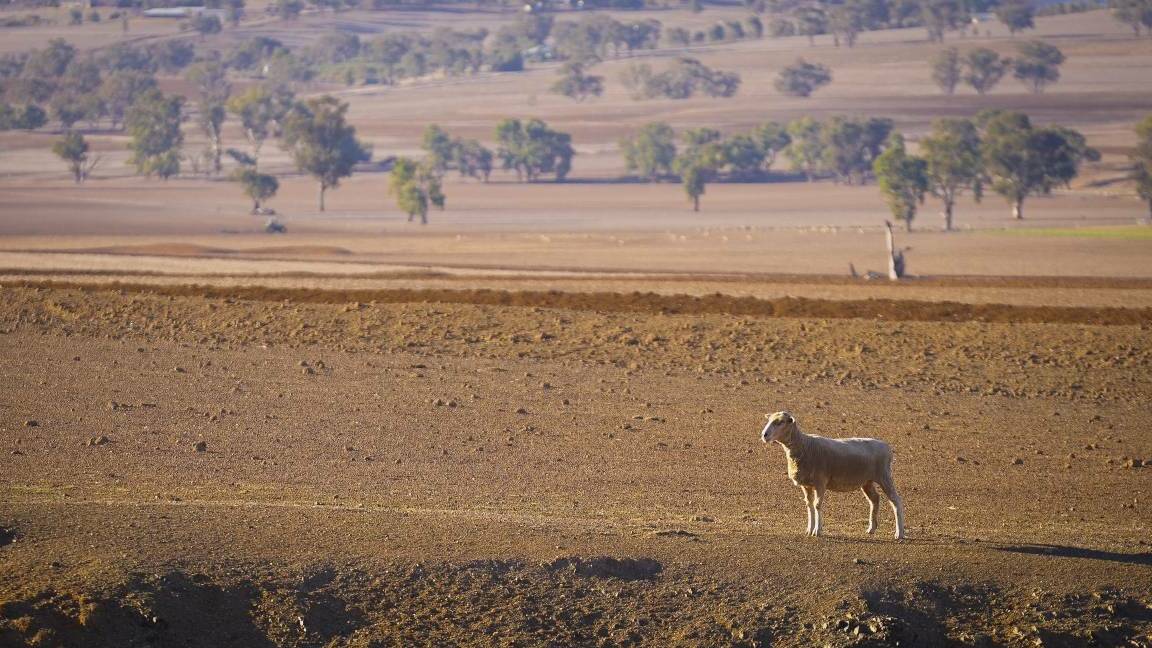  Rural appeals: Drought affected Loomberah, near Tamworth. Photo: Supplied. 