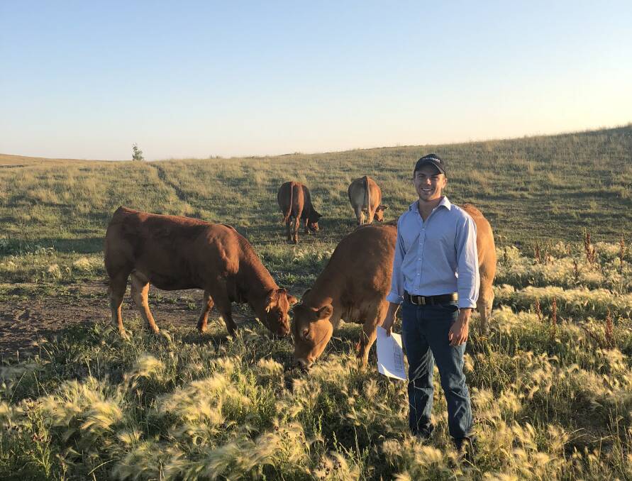 Viewing Limousin heifers at B Bar Cattle in Saskatchewan. Photo: Supplied. 