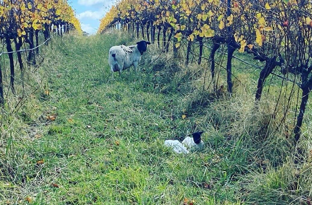 The See Saw Wines vineyard offers a protected spot for the sheep to lamb. Photo: COOLEACRES/INSTAGRAM
