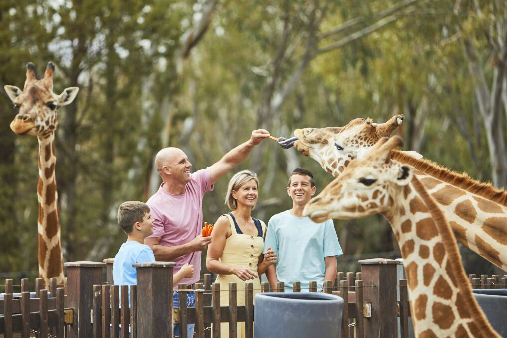 HIGH HOPES: The Taronga Western Plains Zoo at Dubbo is expecting a busy summer. Photo: Dubbo Regional Council.