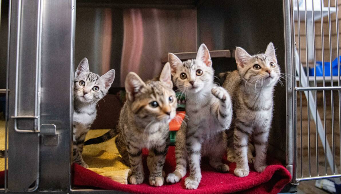 KITTEN OVERLOAD: Some of the kittens in care at the RSPCA Central West Shelter. Photo: Supplied.