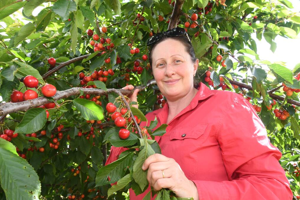 'TIS THE SEASON: After delays due to rain and cool weather, Paula Charnock opened her popular pick-your-own orchard, Thornbrook, to the public this week. Photo: JUDE KEOGH 