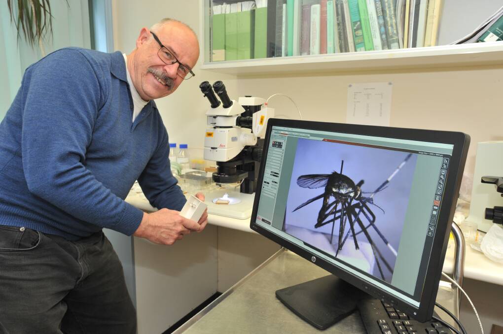 MOSQUITO WEATHER: The DPI's biosecurity collection curator at the Orange Agricultural Institute Peter Gillespie says breeding conditions are ideal for mosquitoes. Photo: JUDE KEOGH. 