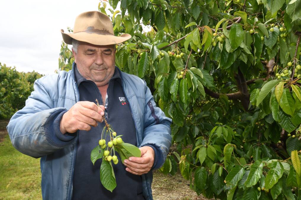 Orchardist Guy Gaeta checks out his cherries on Monday afternoon following the big wet and hail storm on Sunday. Photo: CARLA FREEDMAN