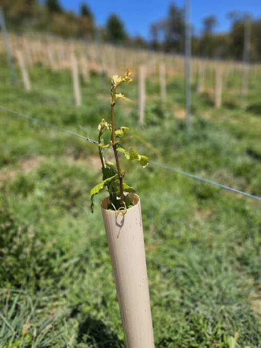The McDonald's planted stage one of their vineyard in Orange late last year. Picture supplied