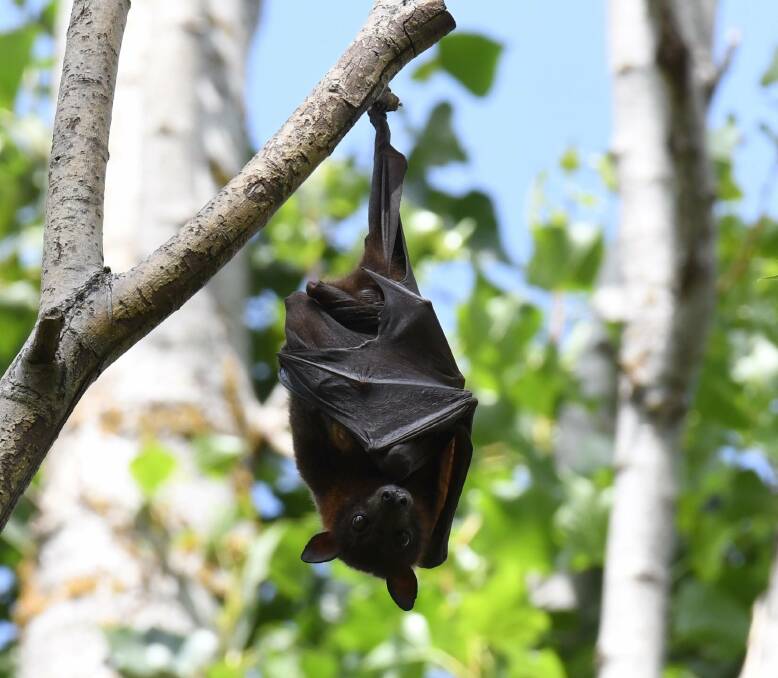 THEY'RE BACK: Bats have become a common sight in Orange over summer, commonly roosting along Ploughmans Lane. Photo: Carla Freedman