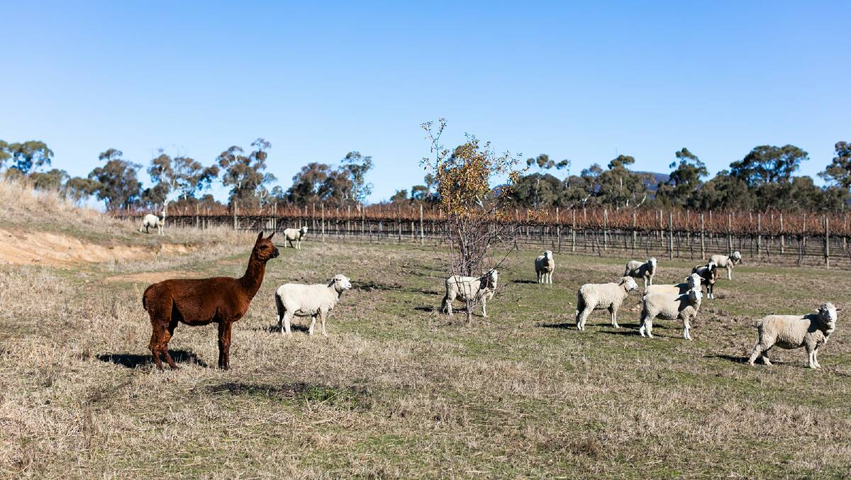 Sheep and alpacas are Nashdale Lane's lawn mowing team in the vineyard over winter Photo: KRISTEN CUNNINGHAM 