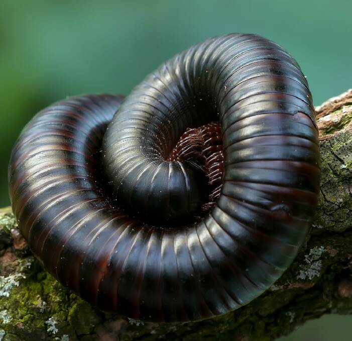 Millipedes are on the move