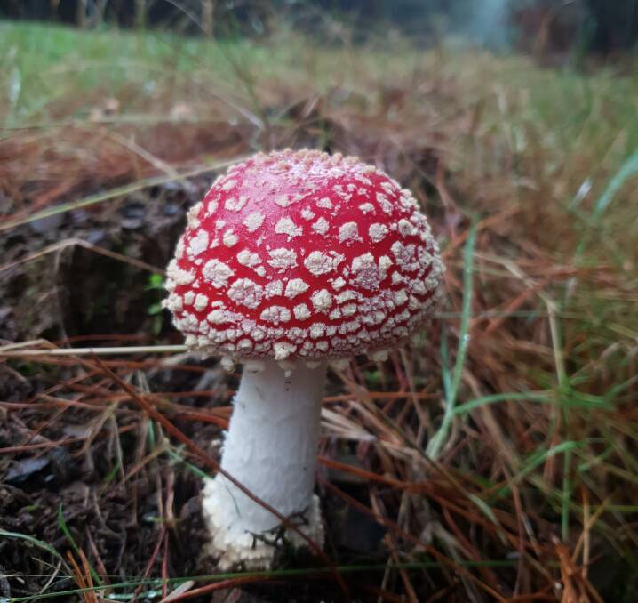 PRETTY BUT POISONOUS: The fly agaric mushroom, which features in fairy tales, the Smurfs and Mario Kart, is toxic to humans if eaten.