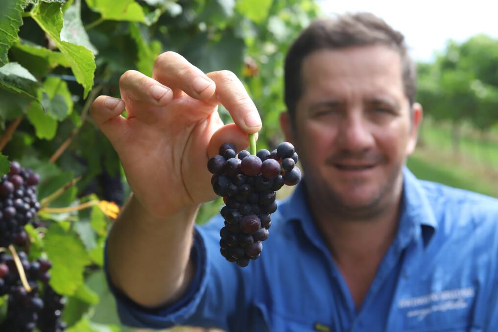 COUNTDOWN TO HARVEST: ORVA president Tom Ward says this year's vintage has huge potential. Photo: CARLA FREEDMAN
