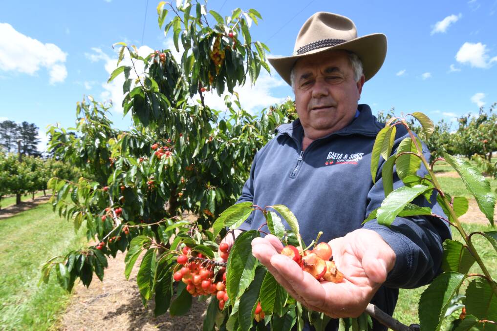 MAJOR THREAT: Nashdale orchardist Guy Gaeta shows some of the damage the flying-foxes have already caused to his cherries this year. Photo: JUDE KEOGH 