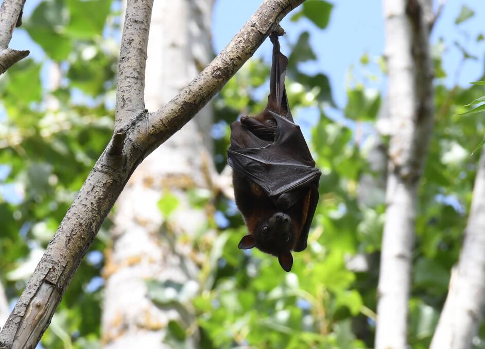 Ploughmans Lane is a known haunt for flying foxes. Photo: CARLA FREEDMAN